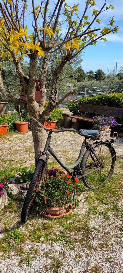 Antico Trullo Immerso Nella Campagna Alberobello Dış mekan fotoğraf